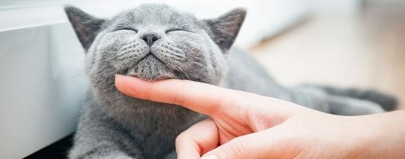 10 razones científicas por las que el gato es la mascota favorita en los tiempos modernos