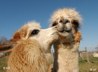 Comienzan a probar en alpacas una nueva vacuna contra el coronavirus