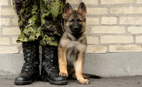Un fármaco humano podría salvar la vida a los perros militares