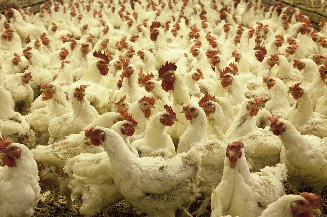 60,000 gallinas están siendo afectadas por el virus de la gripe aviar