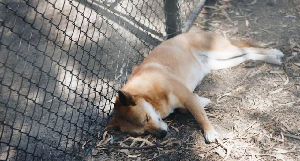 Águila dejó caer un cachorro en el patio de una casa que resultó ser un animal en peligro de extinción