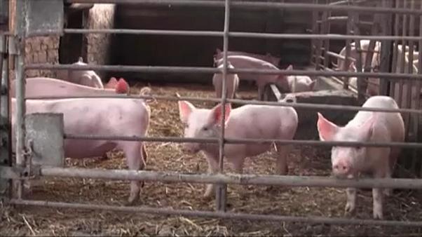 Alarma en Bulgaria por fiebre porcina africana