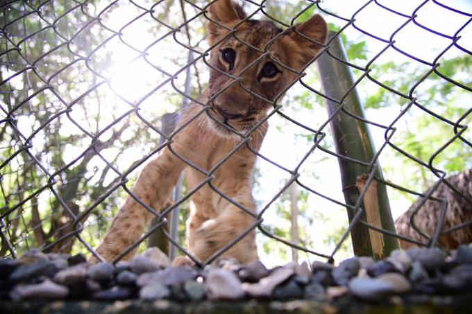 Así es la vida de la leona que República Dominicana vio nacer en 2019