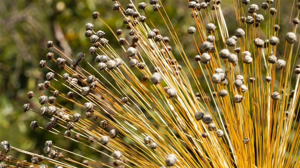 El capim dourado: la planta perfecta para realizar biojoyería.