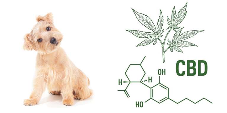 Cannabis y mascotas