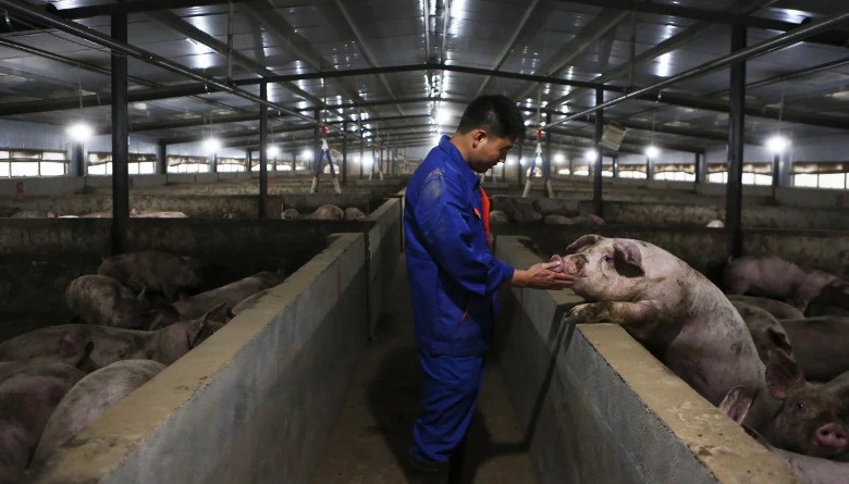 China reportó estabilidad en su mercado porcino; la oferta de carne aún es limitada