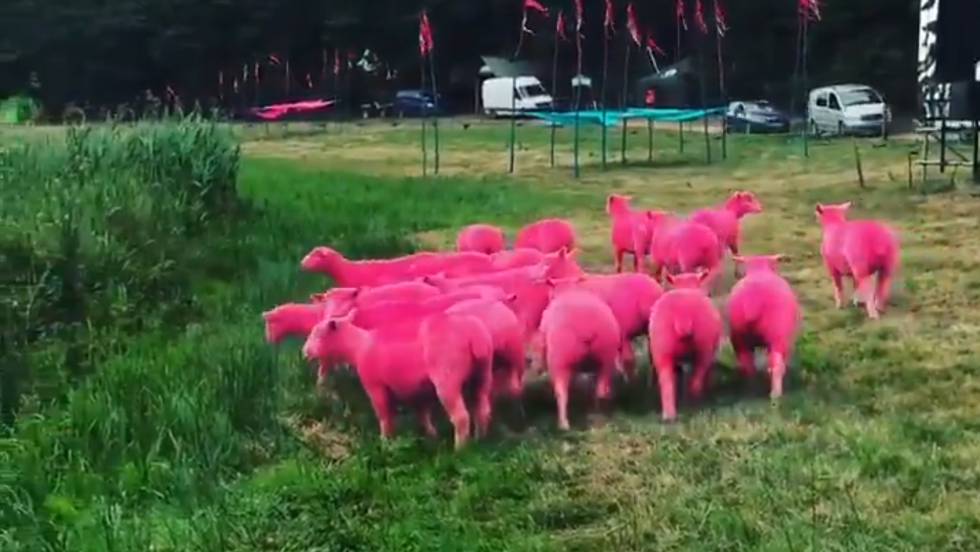 Críticas a un festival británico de música por teñir de rosa a varias ovejas