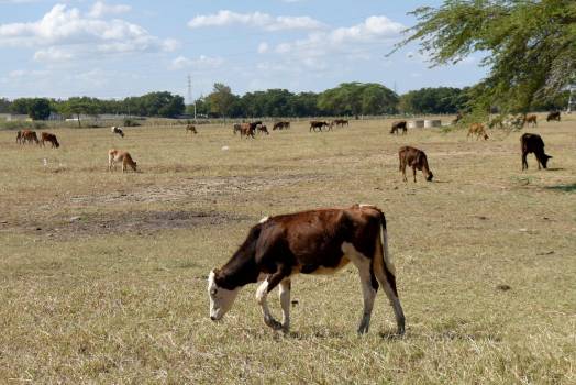 Detectan enfermedades en ganado bovino en el Cibao y la línea noroeste