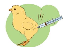 El uso de hormonas en pollos de engorde es un mito y está comprobado