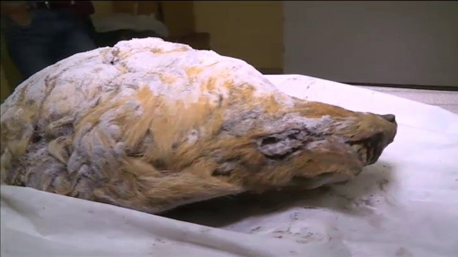Estudian cabeza de lobo gigante hallada congelada en Siberia; vivió hace 40,000 años