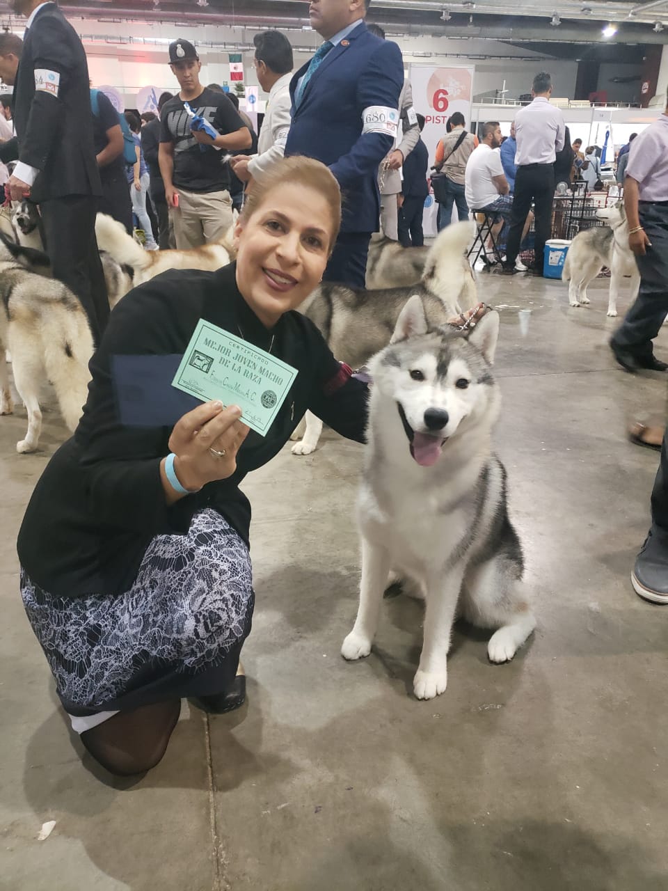 Exponen perros dominicanos en competencia internacional
