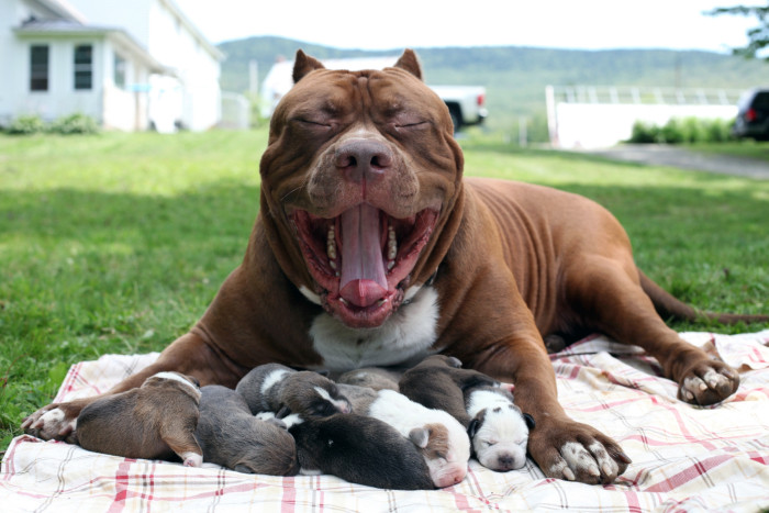 Famoso pitbull gigante de 80 kilos es padre de 8 cachorros cuyo precio de venta juntos es de 500 mil dólares 