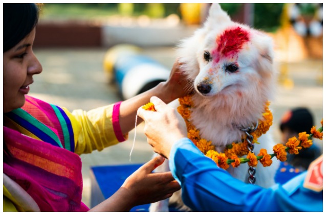 Kukur Tihar: El festival hindú en honor a los perros