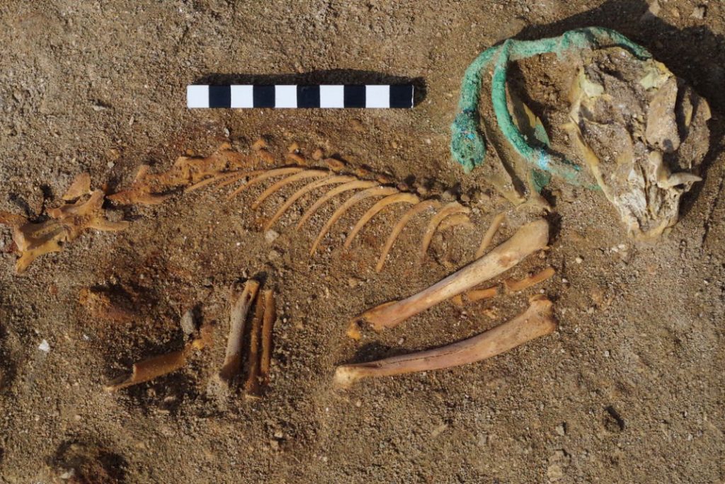 Identifican mascotas entre los animales enterrados hace 1.900 años en un cementerio de Egipto