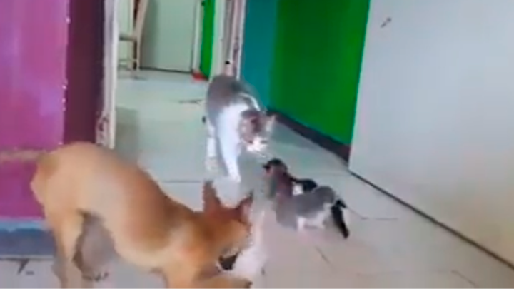 Gata no quiere hacerse cargo de sus crías y perro decide ‘adoptarlos’ 