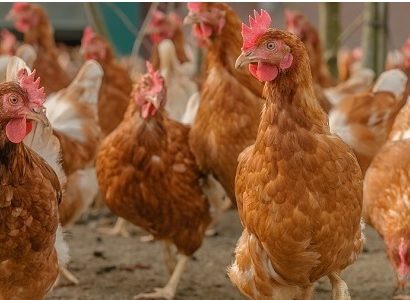 La bioseguridad en la avicultura dominicana un tema prioritario