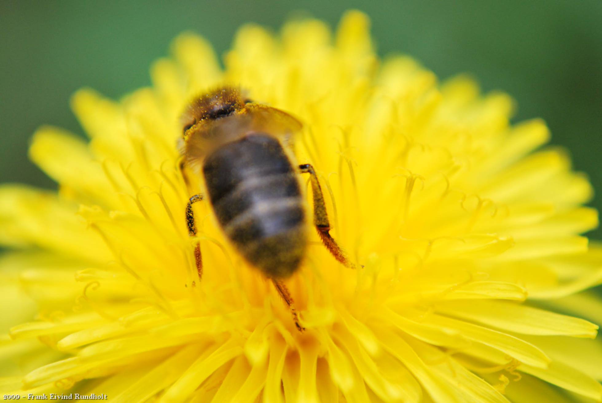 Londres crea un pasillo de flores para ayudar a las abejas