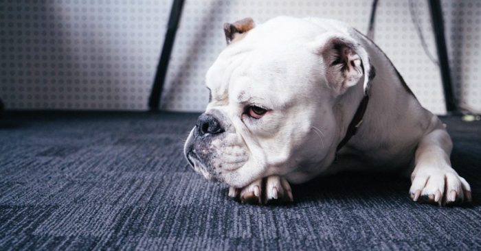 Los cachorros de tienda podrían ser los causantes de un brote que ha enfermado a 30 personas en Estados Unidos