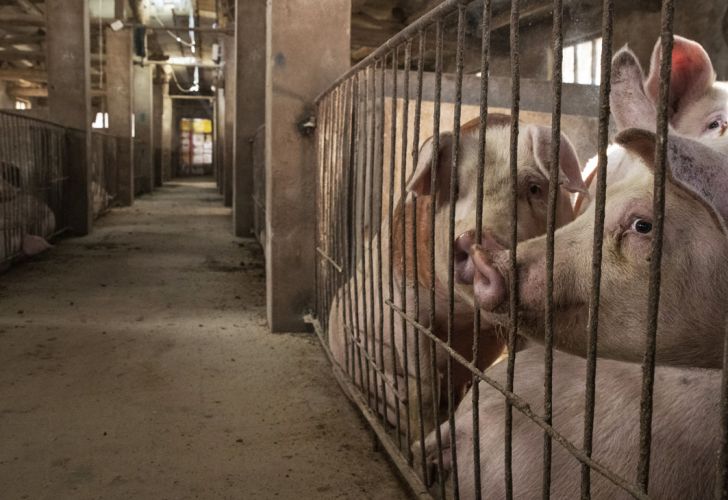 Los cerdos extranjeros podrían ser la respuesta a la escasez porcina en China 