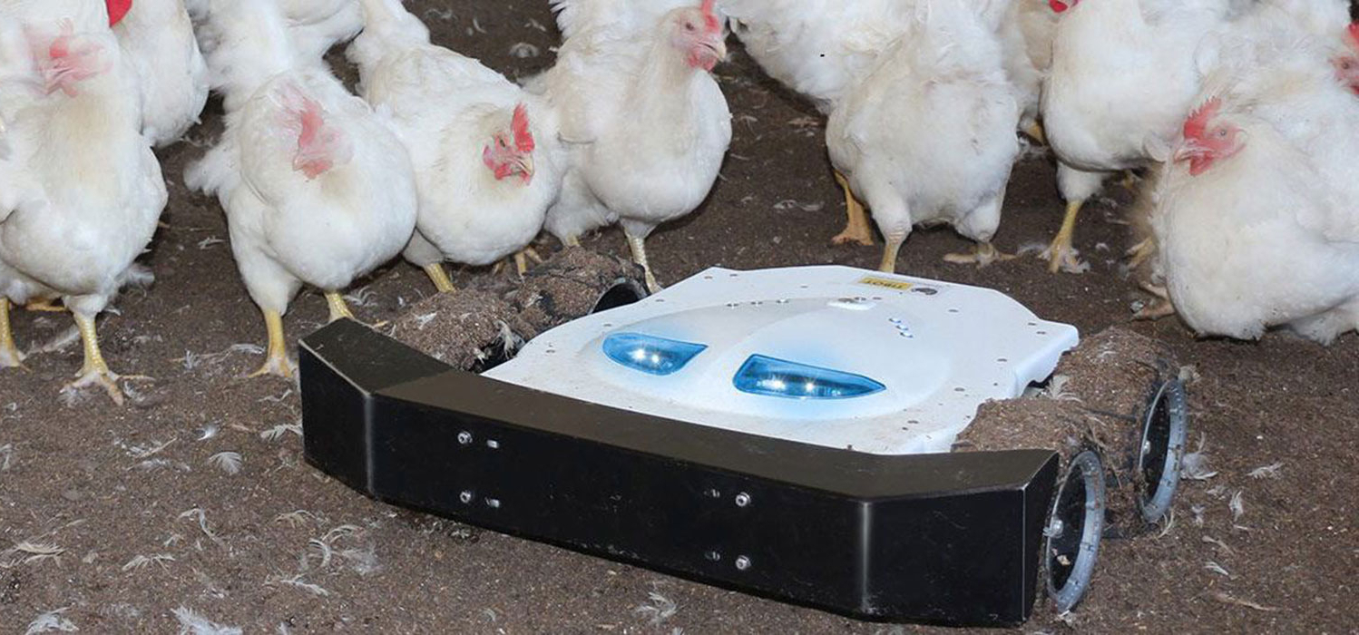 Los robots Spoutnic cuidan las gallinas