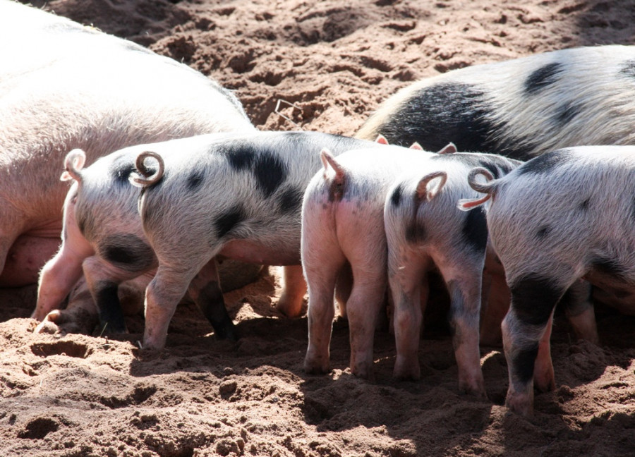 Los veterinarios europeos piden evitar el corte de cola de los cerdos