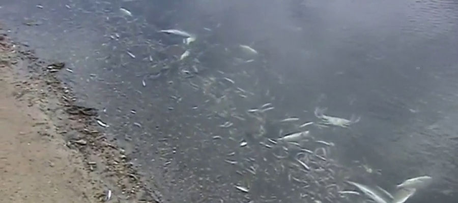 Miles de peces aparecen muertos en las costas de Murcia