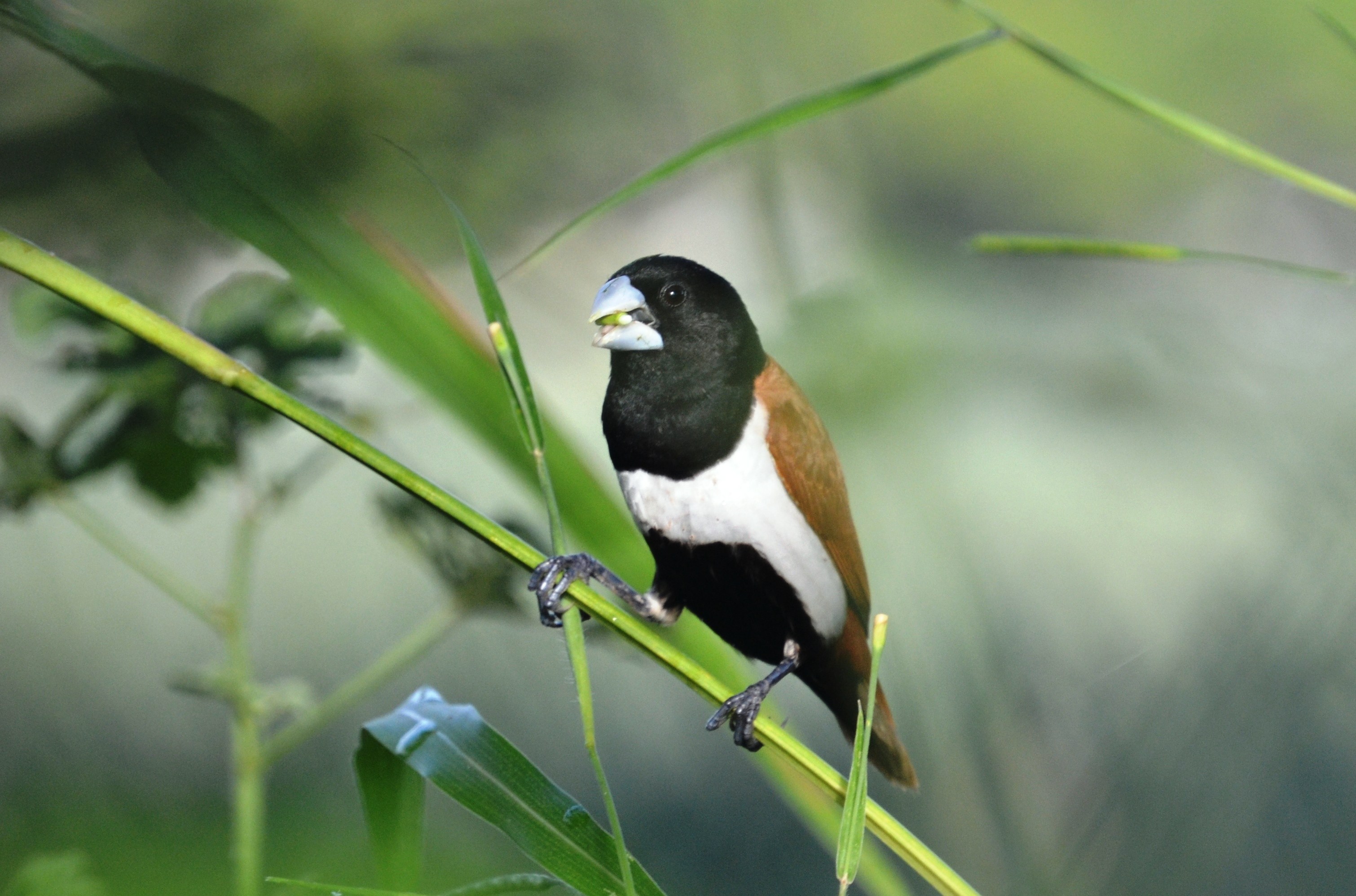República Dominicana y Haití reciben alrededor de 150 especies de aves migratorias