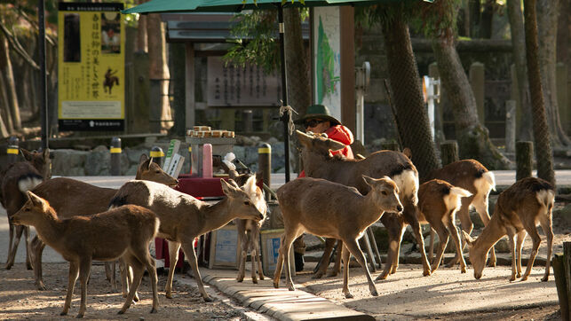 Japón: Mueren nueve ciervos del Parque Nara por ingerir bolsas de plástico