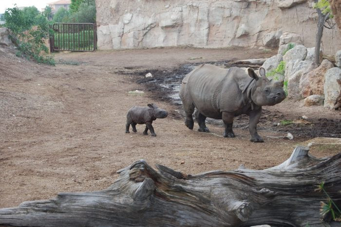 Nace el segundo rinoceronte indio en España, en peligro de extinción