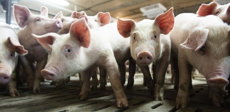 Peste porcina africana tiene impacto "significativo" en mercados mundiales