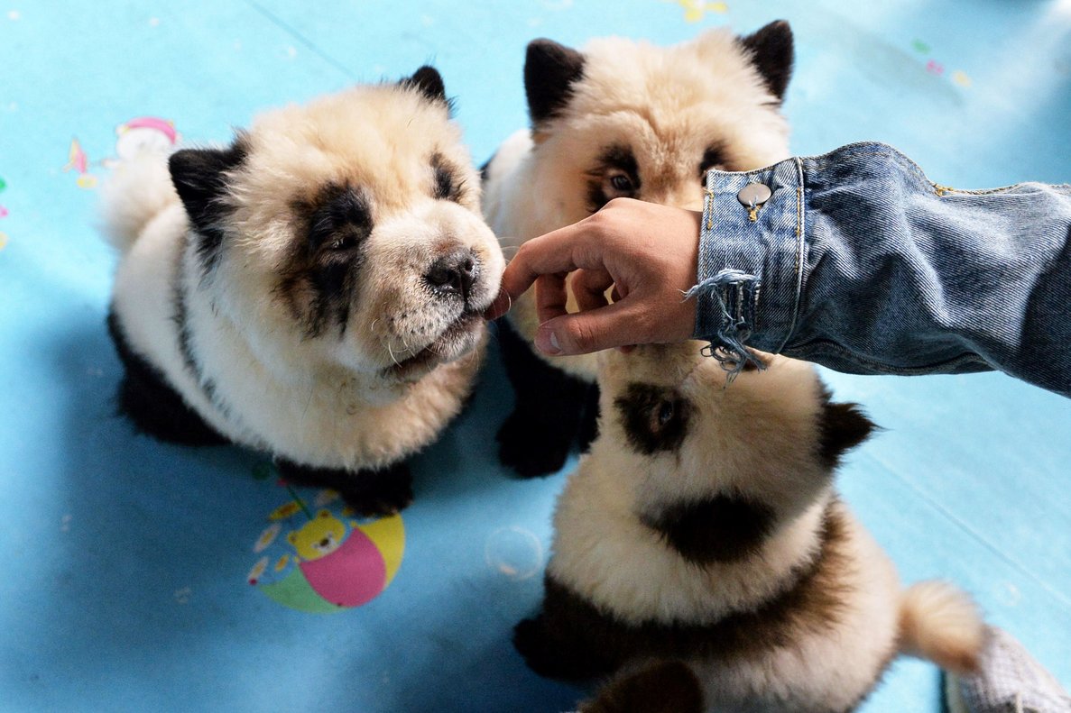 Polémica en China por unos cachorros teñidos que parecen osos pandas