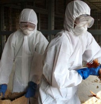 Puerto Rico emite alerta por brote de gripe aviar en RD