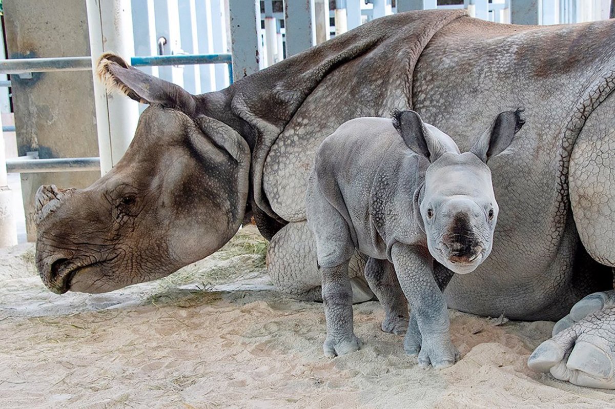 Rinoceronte poco común nace en Miami luego de Inseminación Artificial