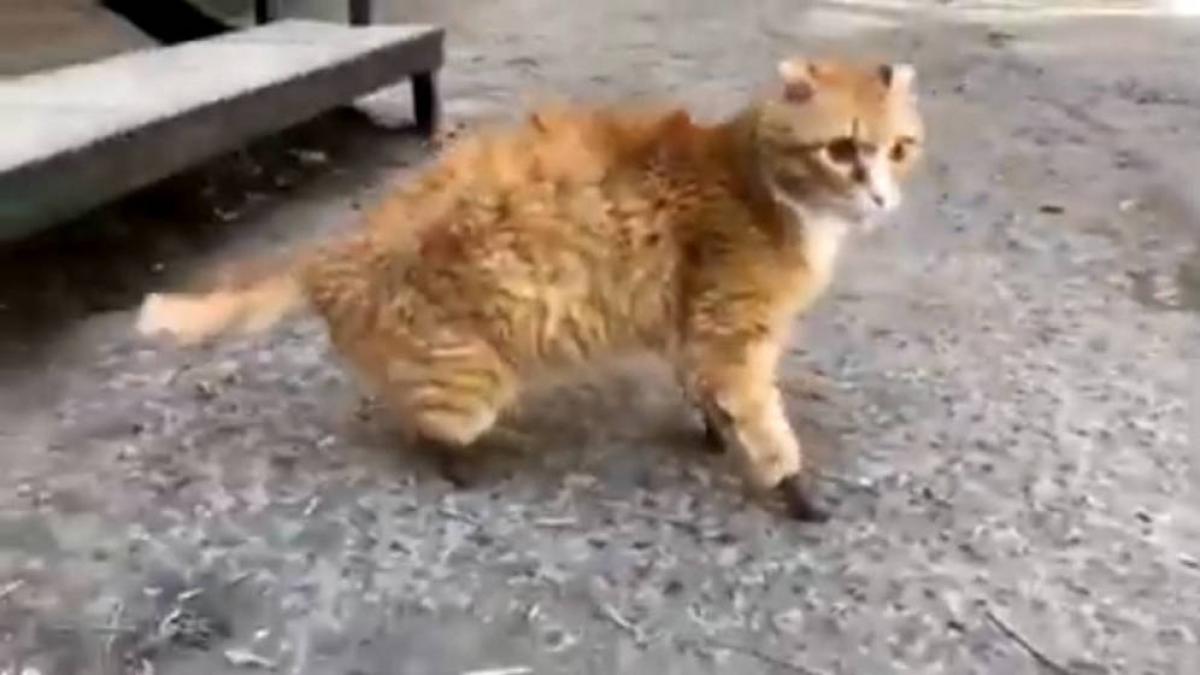 Ryzhik, el gato que volvió a caminar: perdió las patas por el frío y unas prótesis de titanio le han salvado la vida 