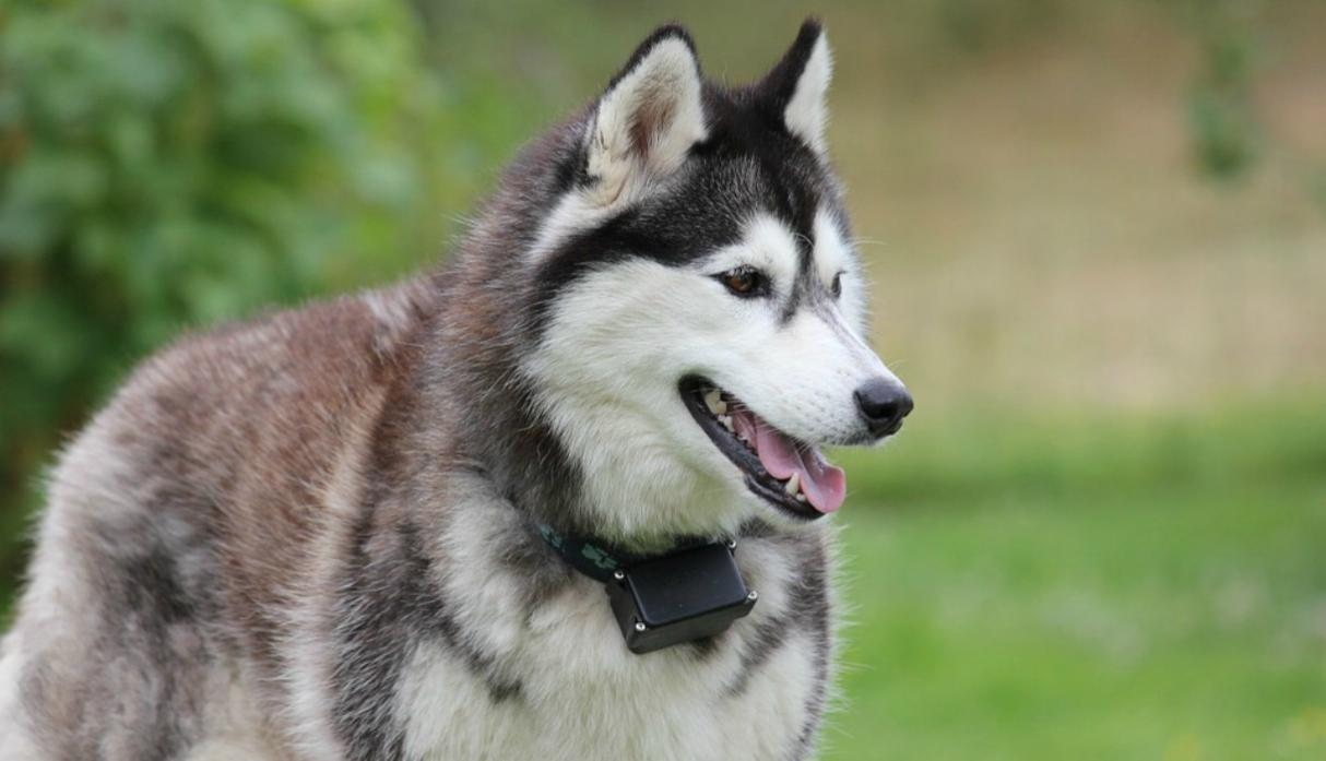 Sierra, el perro que salvó la vida de su dueña al descubrir que tenía cáncer 