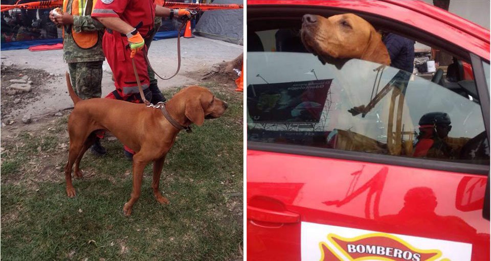 Titán: el perro héroe que ya ha rescatado a más de 26 personas tras el terremoto en México