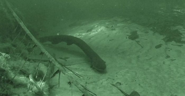 Una anguila eléctrica recientemente identificada en el Amazonas es la más poderosa jamás encontrada, según científicos