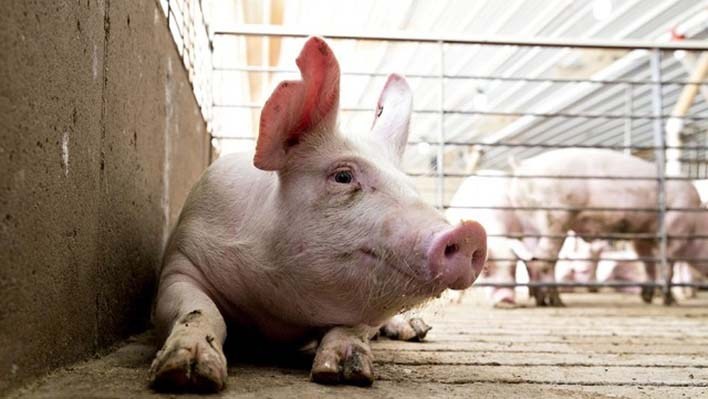 Una enfermedad porcina en China afecta a los mercados de carne del mundo