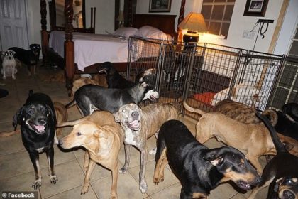 Una residente de Bahamas albergó a 97 perros callejeros y enfermos en su casa mientras azotaba el huracán Dorian