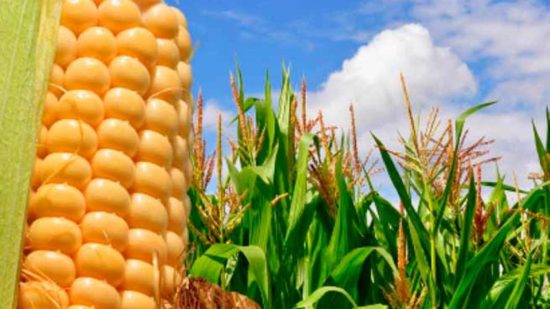 La FAO prevé fuertes disminuciones de las reservas mundiales de cereales