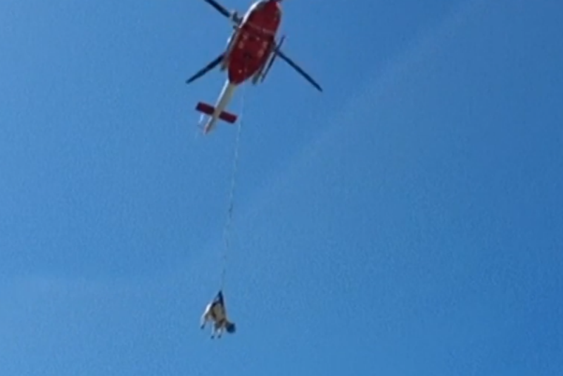 Amarrada de un helicóptero rescatan vaca que cayó en acantilado 