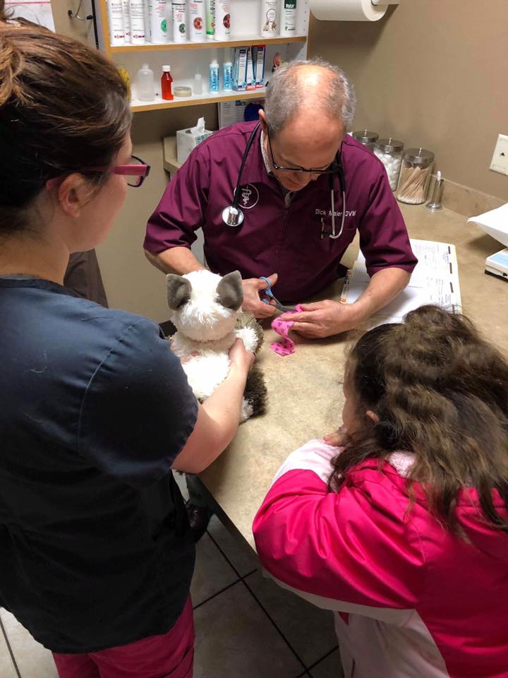 Médico veterinario atiende a gato de peluche “enfermo” de una niña autista