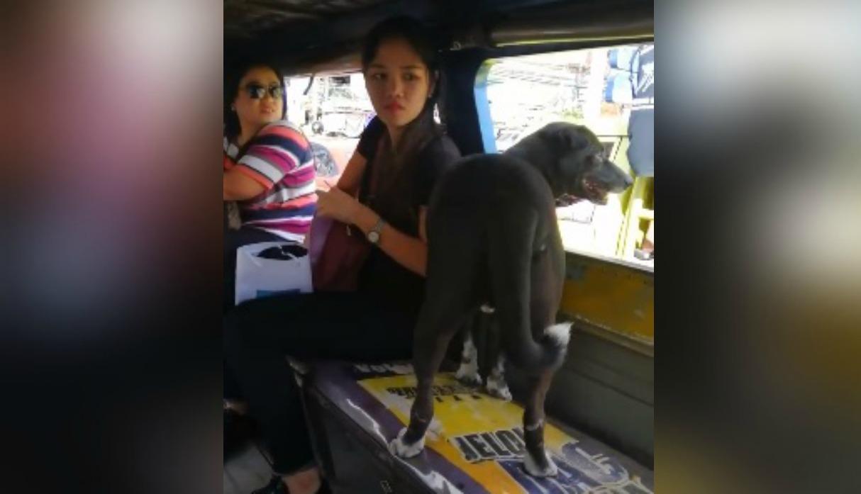 Vince, el perro que viajó en autobús para buscar a su familia