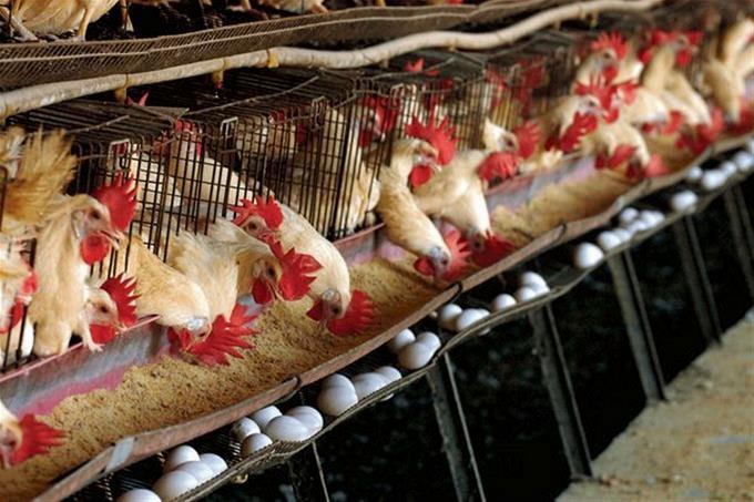 Virus que afectan a los pollos no representan riesgo para el ser humano