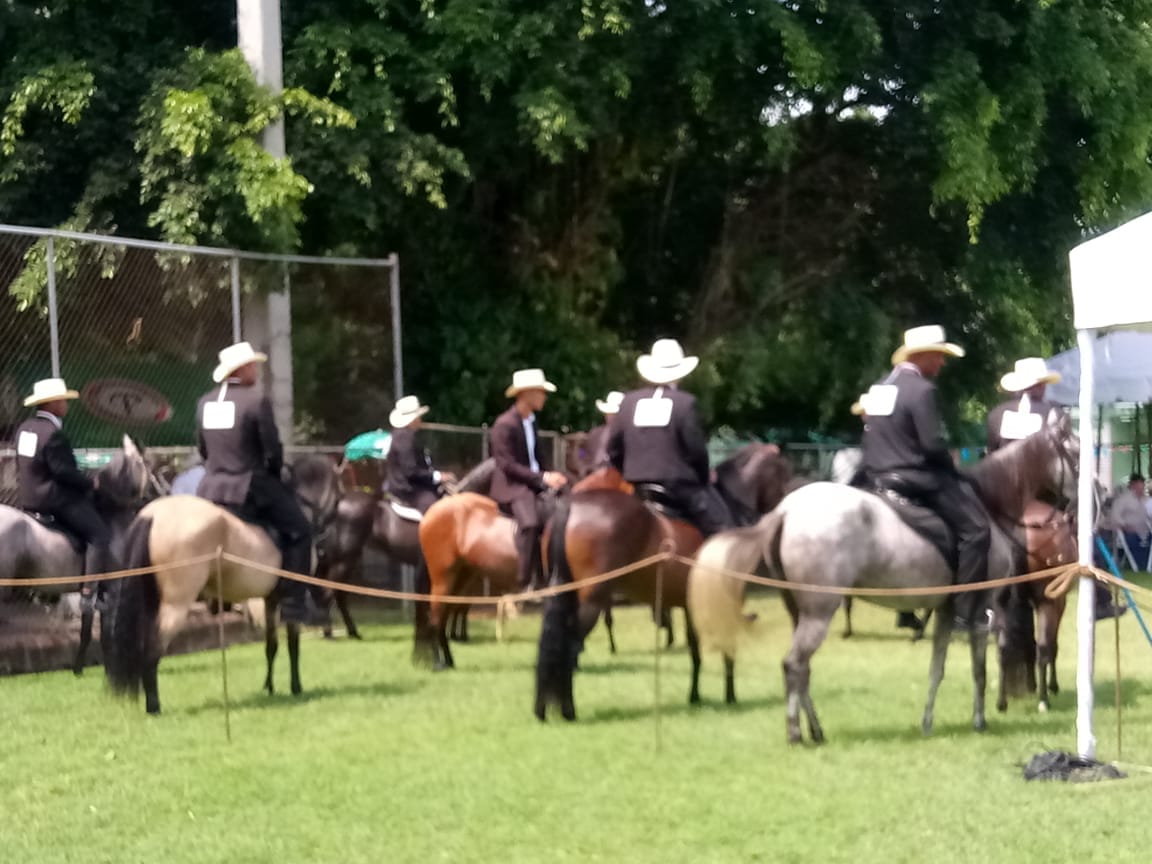 ADOPASO realiza la 6ta competencia Puntuable de caballos de paso en San Cristóbal