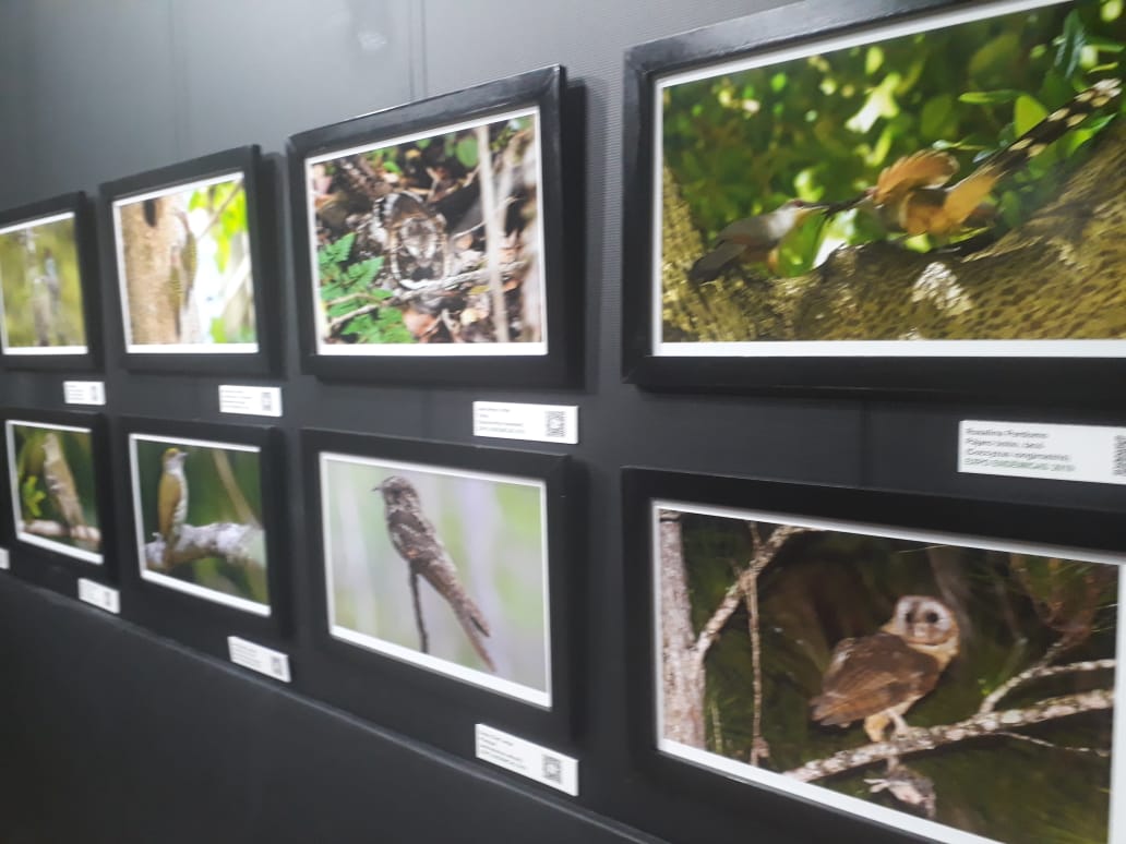 Presentan tercera exposición de fotografías de aves endémicas en el país