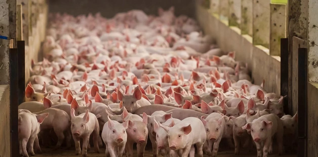 Reino Unido: el nuevo Centro Nacional de Investigación Porcina permitirá avances para el sector