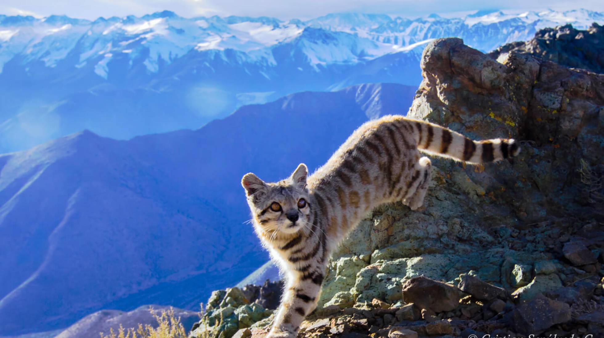 Dos décadas tras las huellas del gato sagrado de los Andes