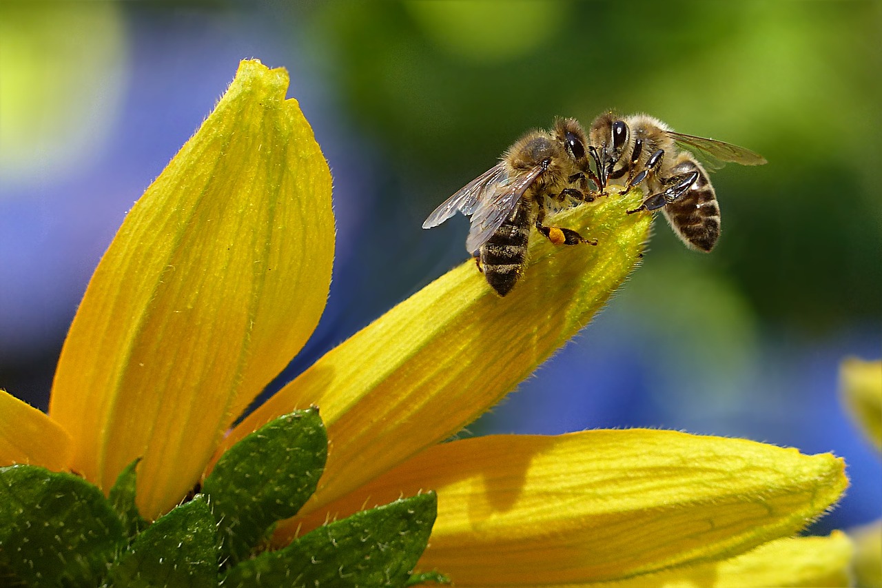 Declaran a las abejas como el ser vivo más importante del planeta