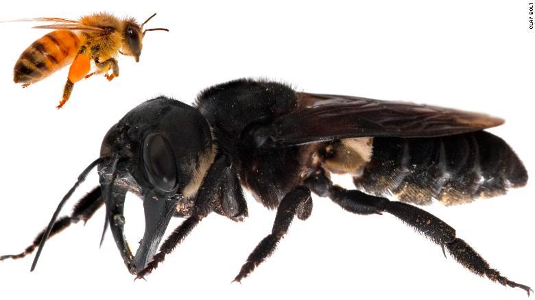 Hallan la abeja más grande del Mundo, la especie se creía extinta